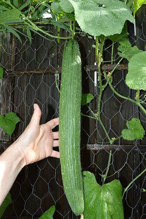 How To Grow Armenian Cucumbers In Texas Experiential Gardener