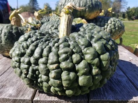 Winter Squash Uncle Davids Dakota Dessert Buttercup 3324 Cochrane