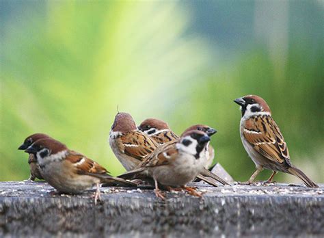 Chim Sẻ Bay Vào Nhà Là điềm Gì Giải Mã điềm Báo ý Nghĩa Phong Thủy Tri Thức Tài Nguyên