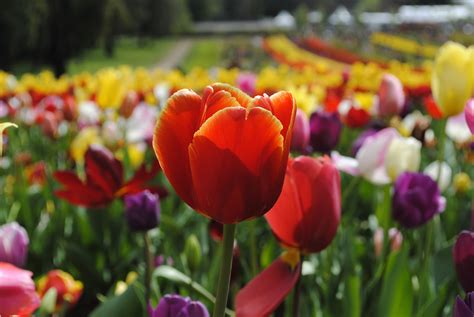 Tulip Flower Flora Free Photo On Pixabay