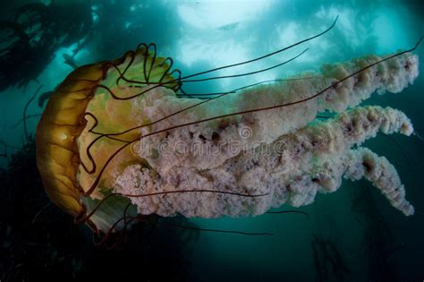 Jellyfish In Kelp Forest Stock Image Image Of Habitat