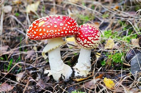 'Cartoony' mushrooms popping up across Vancouver Island are poisonous ...