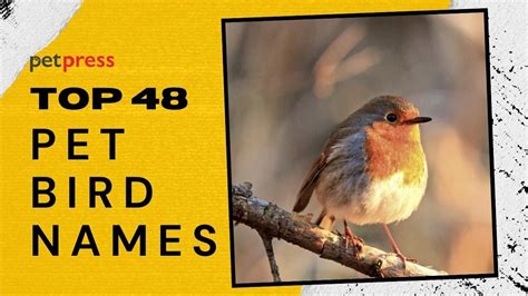 Top 48 Pet Bird Names Best Names For Your New Pet Bird Youtube