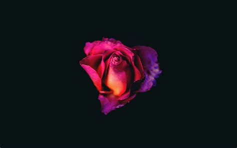 Samsung galaxy a11 stock wallpapers. 1920x1200 Rose Oled Dark 8k 1080P Resolution HD 4k ...