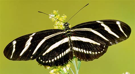 Zebra Butterfly Heliconius Charitonius Photograph By Millard H Sharp