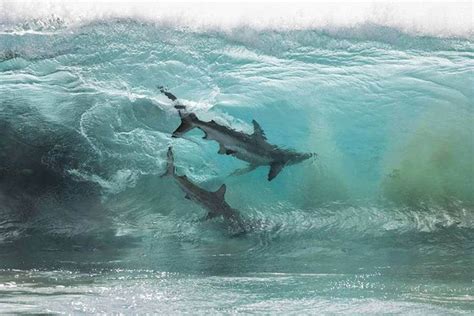 Amazing Shot Of Two Sharks Caught Inside A Glassy Wave By Australian