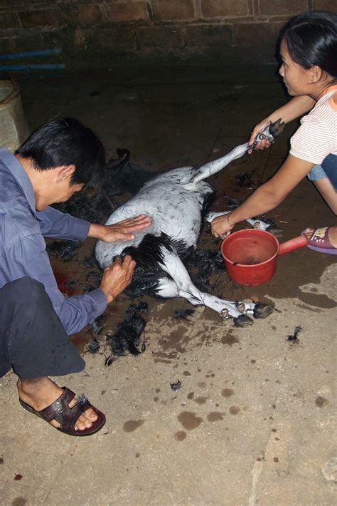 Python killing a goat (left), rachel valverde killing a python (right). PY: Hainan 2006: The story of the mountain goat