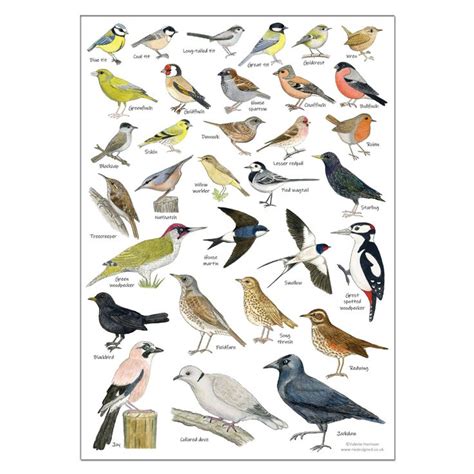 British Garden Birds Identification A Card Poster Art Print Bird