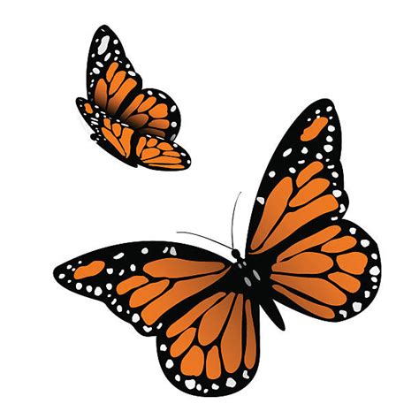 Monarch Butterfly Clip Art Vector Images And Illustrations Istock