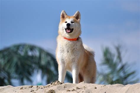 Japanese Dog Breeds: Get 11 Best Dog Breed | Pets Nurturing