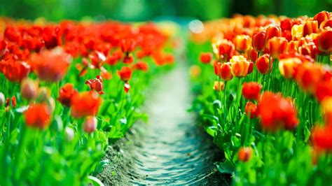 Wallpaper 1920x1080 Px Depth Of Field Flowers Nature Path Tulips