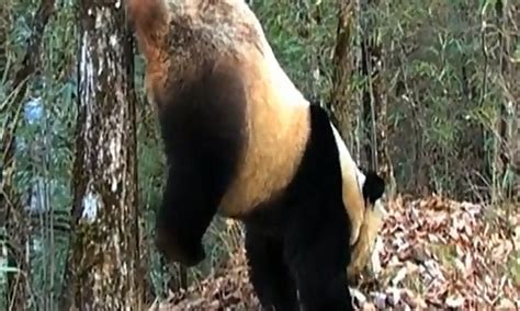 How Pandas Like To Pee On A Tree While Doing A Handstand To Mark Their Territory Daily Mail Online