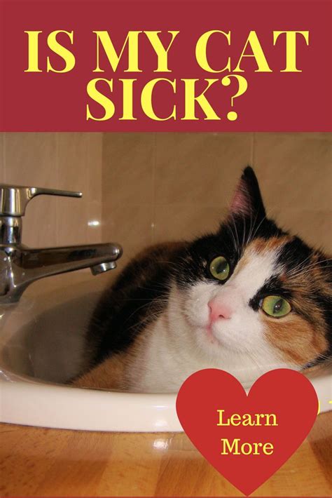 Is My Cat Sick Cat Care Sick Cat Cat Health Care