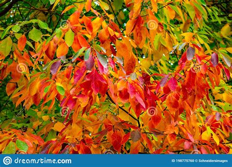 Multi Colored Autumn Sassafras Tree Leaves In October Stock Photo