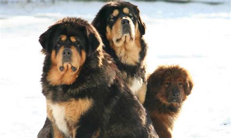 tibetan mastiff dog breed standards