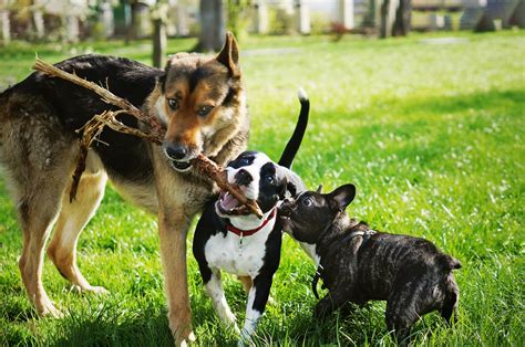 Comment Savoir Si Mon Chien A Envie De Jouer Avec Ses Congénères