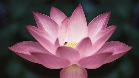 Maybe you would like to learn more about one of these? The Power of the Lotus