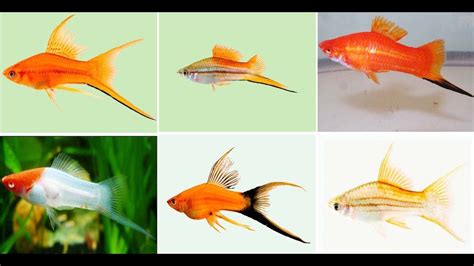 Beautiful Swordtail Fish Varieties For Aquarium Youtube