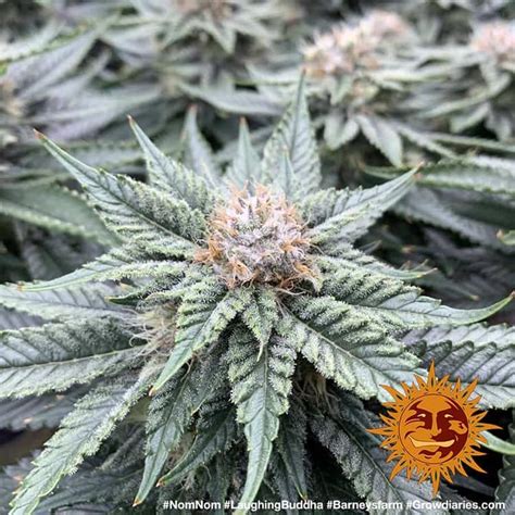 ! LAUGHING BUDDHA™ Cannabis Seeds | BARNEYS FARM® A home for funny, offbeat, and entertaining links/posts that relate to buddhism.