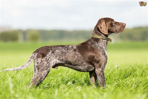 German Shorthaired Pointer Dog Breed Facts Highlights And Buying