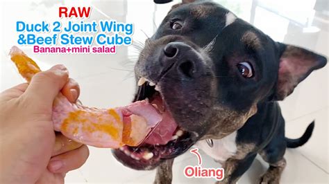 Oliang The Pit Bull Eats Raw Duck Wingandbeef Stew Cube Banana Asmr