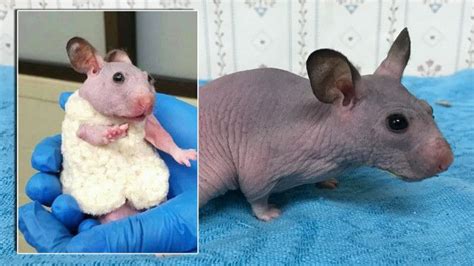 A Hairless Hamster Named Silky Was Given A Tiny Sweater To Keep Warm After A Staff Member From