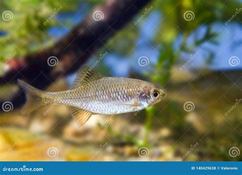 European Bitterling Rhodeus Amarus Small Wild Freshwater Adult Male