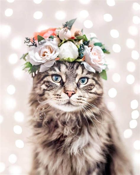 Beautiful Flower Crowns For Your Cat Design Swan Cute Cats Pretty