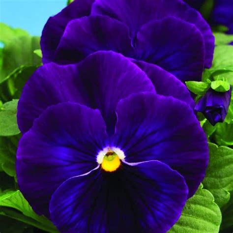 Pansy Delta Premium Pure Violet Vegs And Flowers