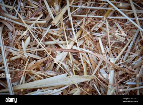 Dry Hay Straw Backdrop Texture Stock Photo Alamy