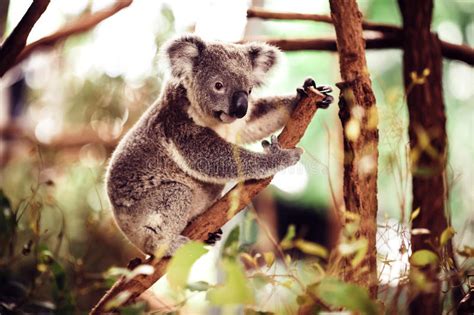 Koala Bear On A Tree Stock Image Image Of Sitting Asleep 35419169