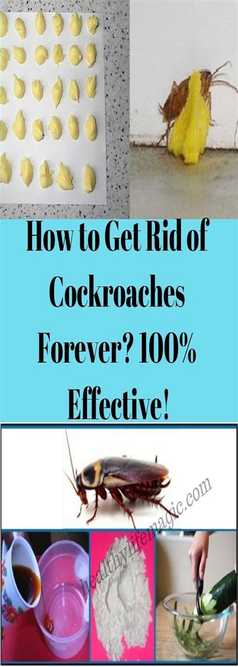 How To Get Rid Of Cockroaches Forever 100 Effective Healthymasters