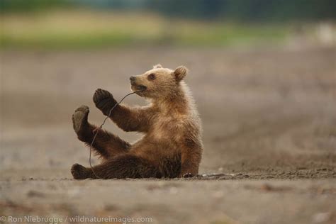 Bear Cubs Playing Ron Niebrugge Photography