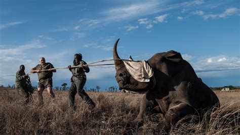Rhino Poaching Hits Record High In South Africa Cbs News
