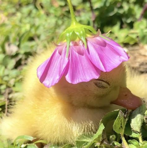 A Duckling With Its Head In The Middle Of A Pink Flower That Is Hanging Upside Down