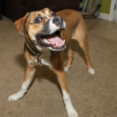 Legacy canine reproduction and wellness. Highland Pet Hospital and Wellness Center » Covidogs and ...