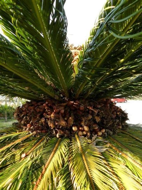 How To Care For A Sago Palm And Why They Are So Difficult In 2020