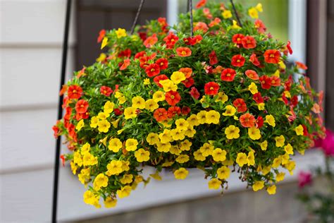 Although you can buy preplanted baskets, it is tall flowers work best when planted in the center of the hanging basket. 10 Best Flowers for Hanging Baskets