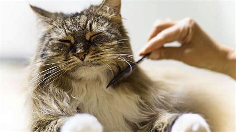How To Get Rid Of Cat Dandruff 4 Causes 7 Ways American Cat