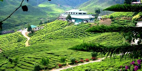 Cameron highlands in pahang is one of malaysia's most popular tourist destinations, a collection of peaceful townships perched 1500 meters high on a nest of serene mountains. Cameron Valley - Bharat Tea Plantations, Cameron Highlands