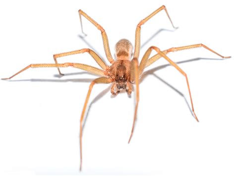 Active Pests In Southern Wisconsin: Brown Recluse Spiders - Bohmz Pest ...