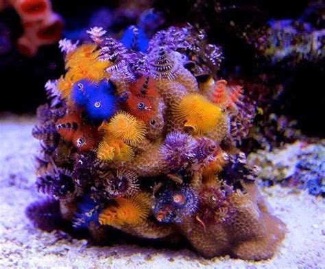 Xmas Tree Worm Rock Porites Corals Might Be Due For A Comeback Reef