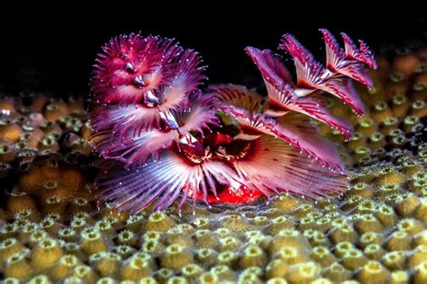 Christmas Tree Worm Facts Critterfacts