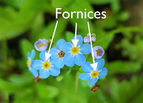 #bioPGH: Forget-me-nots | Phipps Conservatory and Botanical Gardens | Pittsburgh PA