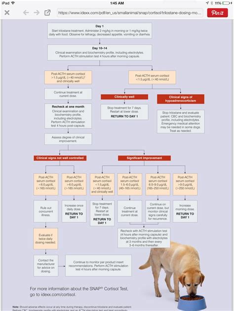 Cushing's disease is a serious condition found in senior dogs. Cushings - Cloe is on Lysodren | Cushing disease, Info