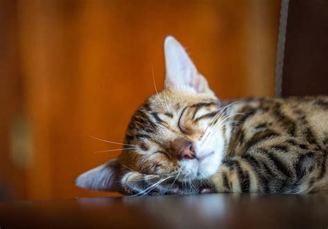Apakah kamu tahu fakta ilmiah lain yang kebanyakan orang nggak tahu? Fakta Unik dan Menarik Tentang Kucing Yang Manja dan Hobi ...