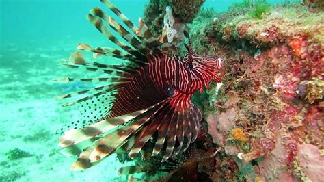 Red Lionfish Pterois Volitans Youtube