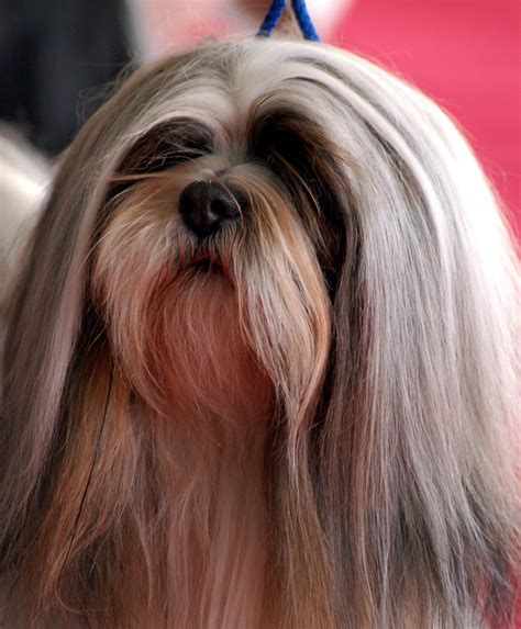 Lhasa Apso Breed Guide Learn About The Lhasa Apso