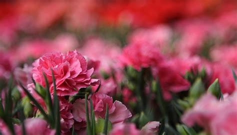 Cardinal redtwig dogwood has long been my favorite variety of red twig dogwood because of it's vigorous growth, ability to grow in a wide. How to Grow Carnation Flowers | Garden Guides