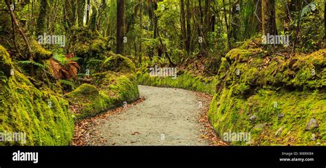 Colorful Fresh Bright Green Moss Passage In The Park Lichen Walkway